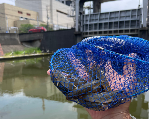 ハゼの釣果