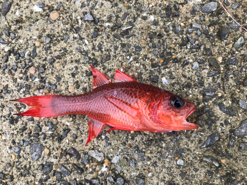 ネンブツダイの釣果