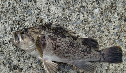 クロソイの釣果