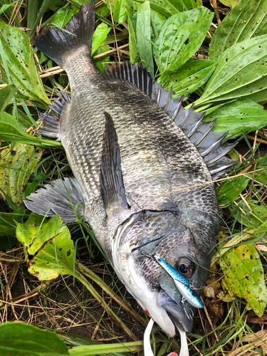 チヌの釣果