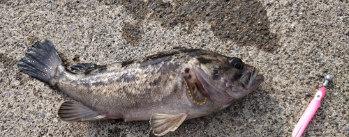 クロソイの釣果