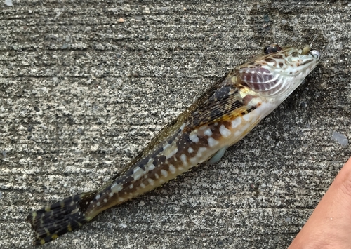 アナハゼの釣果