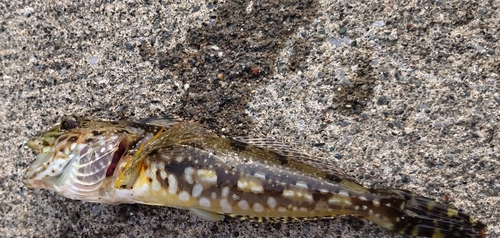 アナハゼの釣果