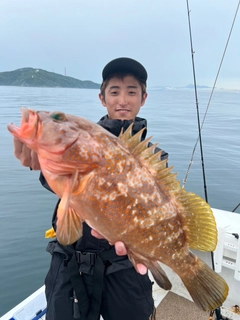 アコウの釣果