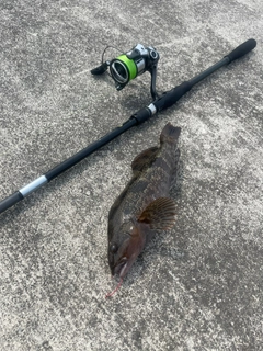 アイナメの釣果