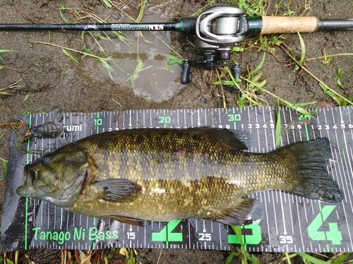 スモールマウスバスの釣果