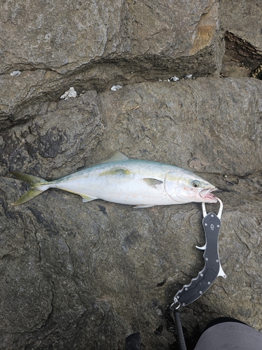 ハマチの釣果