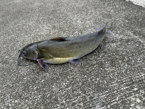 アメリカナマズの釣果