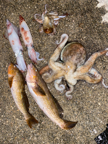 タコの釣果