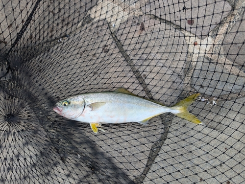 ワカシの釣果