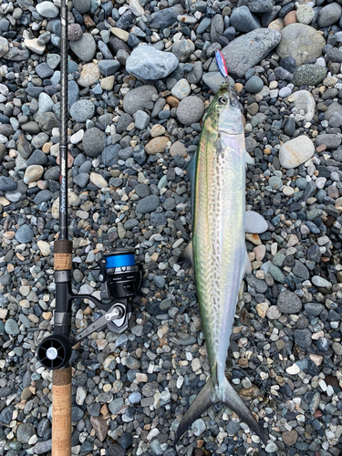 サゴシの釣果