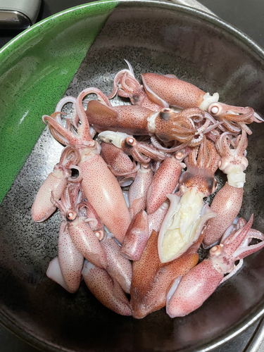 ベイカの釣果