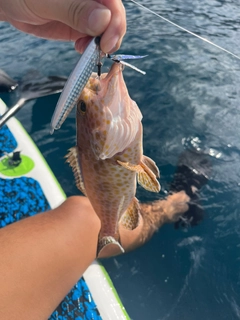 オオモンハタの釣果