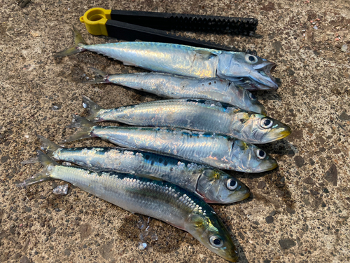 イワシの釣果