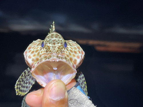 カンモンハタの釣果