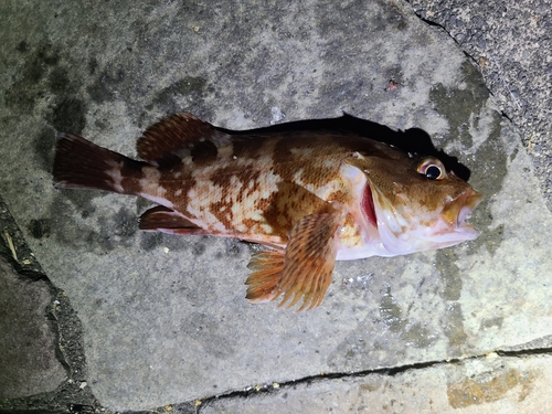 カサゴの釣果