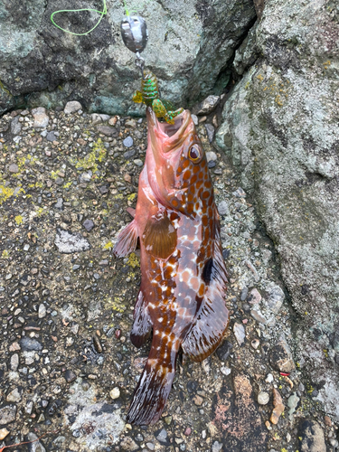 キジハタの釣果