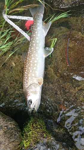 アメマスの釣果