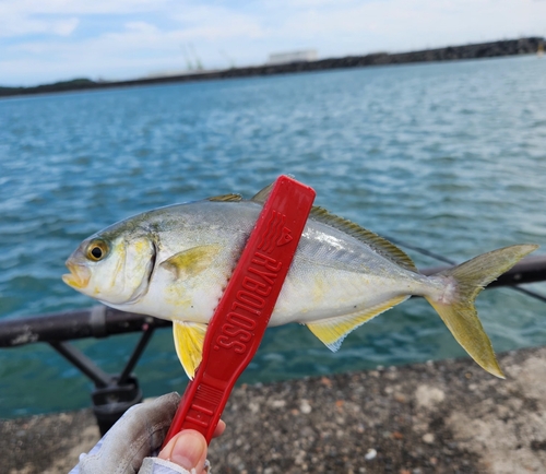 ショゴの釣果