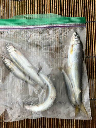 アユの釣果