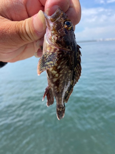 ムラソイの釣果