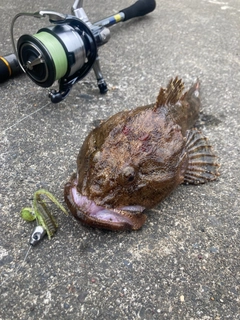 ギスカジカの釣果