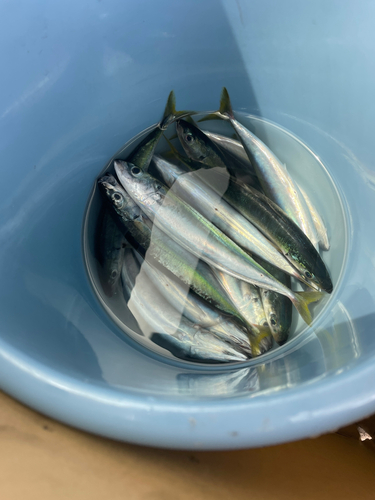 ムロアジの釣果