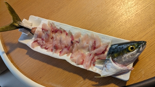 イナダの釣果