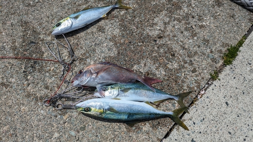 マダイの釣果