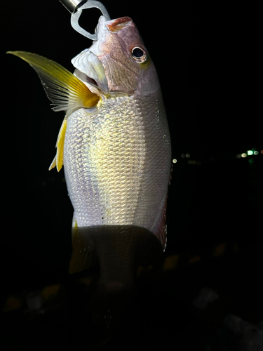 フエダイの釣果