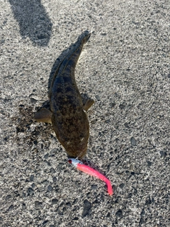 マゴチの釣果