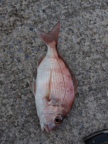 マダイの釣果