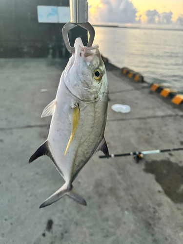 オニヒラアジの釣果