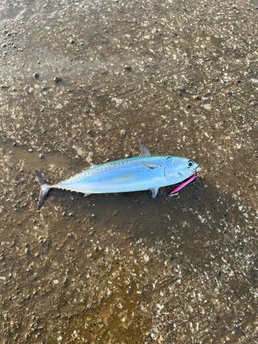 マルソウダの釣果