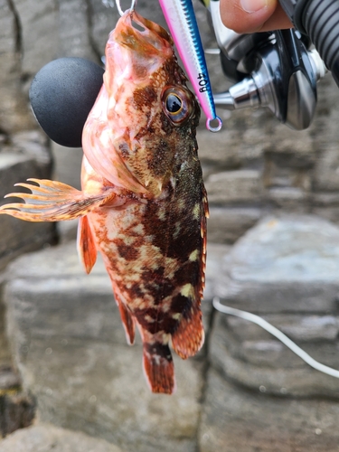 カサゴの釣果