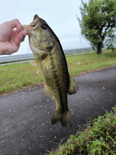 ラージマウスバスの釣果