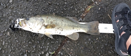 ブラックバスの釣果