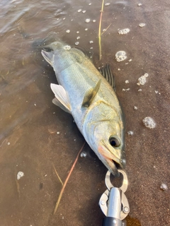 スズキの釣果