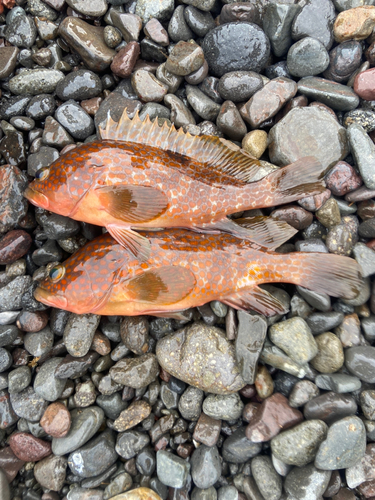 キジハタの釣果