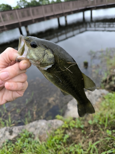 ラージマウスバスの釣果