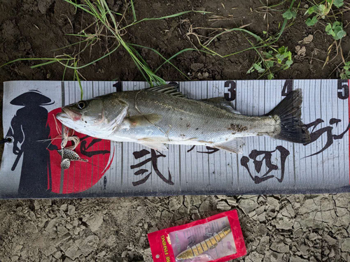 シーバスの釣果