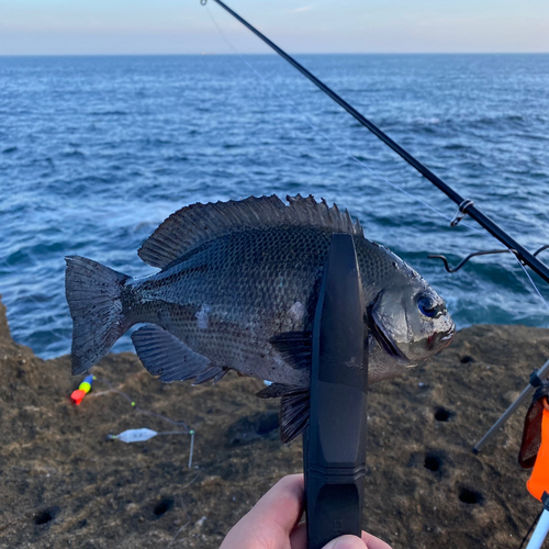 イサキの釣果