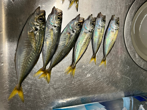 アジの釣果