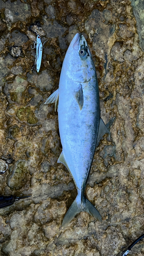 ワラサの釣果