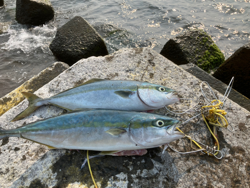 イナダの釣果