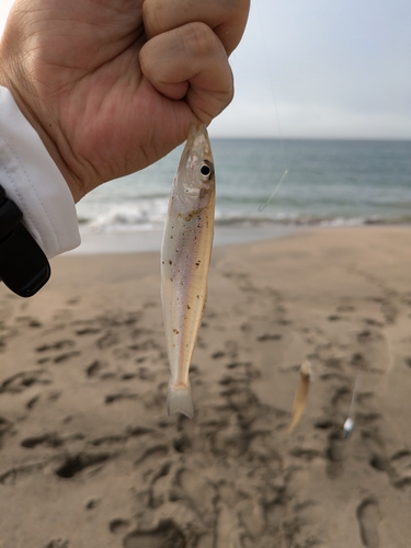 キスの釣果