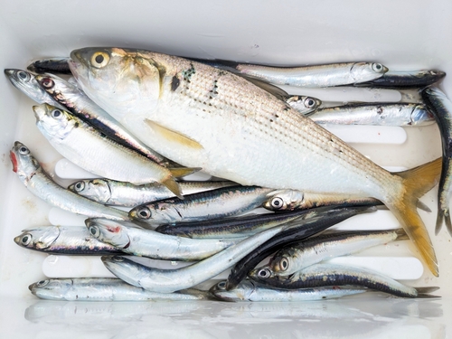 コノシロの釣果