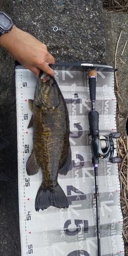 スモールマウスバスの釣果