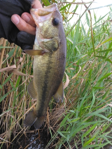 ラージマウスバスの釣果