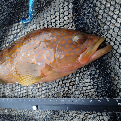 キジハタの釣果